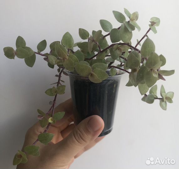 Каллизия 2 вида