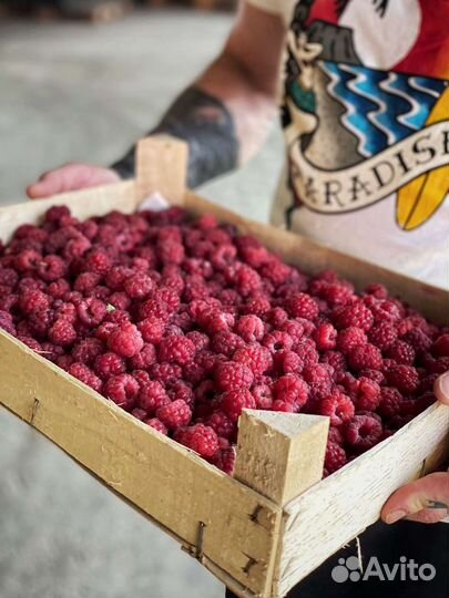 Клубника, малина из Киргизии