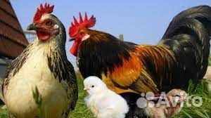 Упаковщик ;комплектовщик ;водитель Ростовская обл