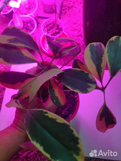 Шефлера- варьегатная