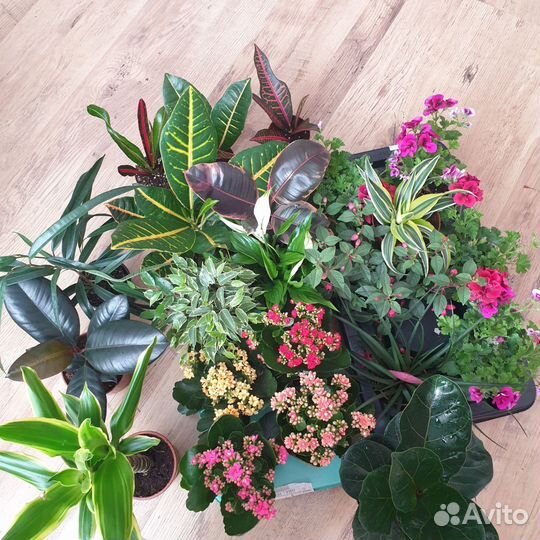 Комнатные растения цветы