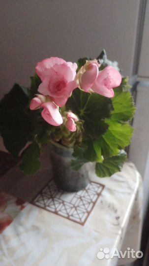 Бегония элатиор