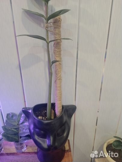 Замиокулькас в активном росте