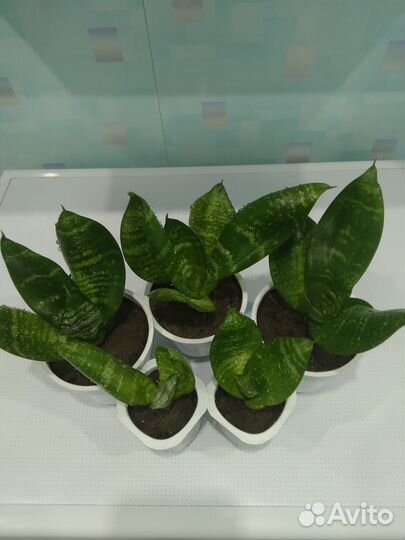 Сансевиерия ханни низкорослая