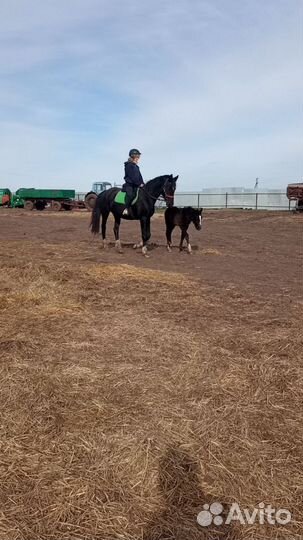 Продам лошадь