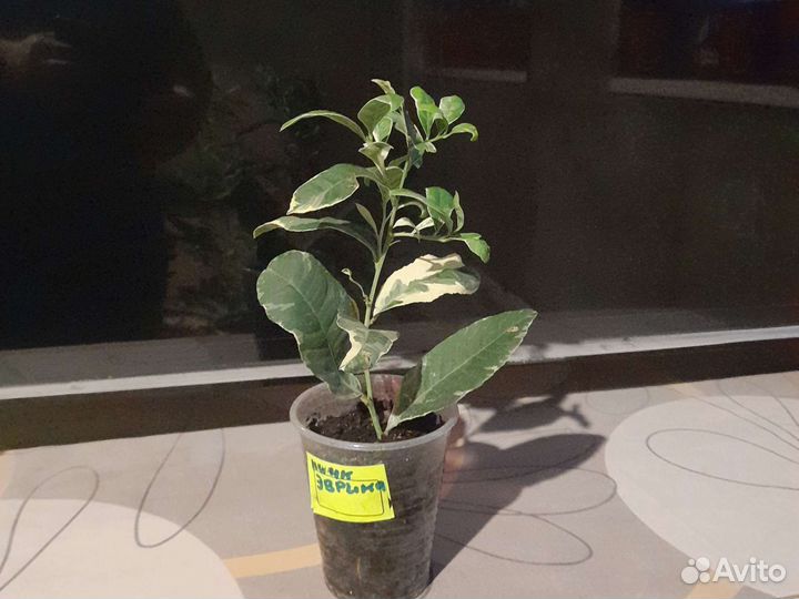 Лимон эврика пинк вариегатная