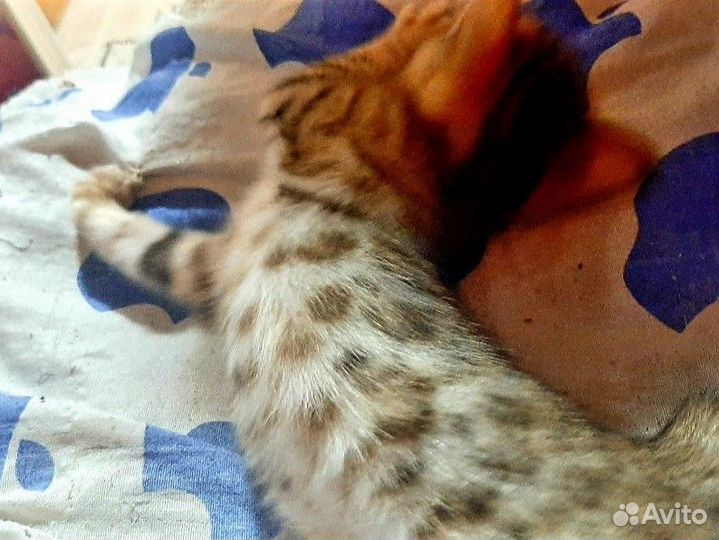 Бенгальская кошка