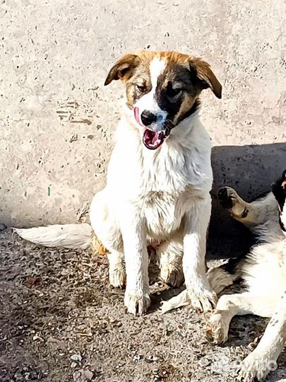 Лапа,щеночек девочка