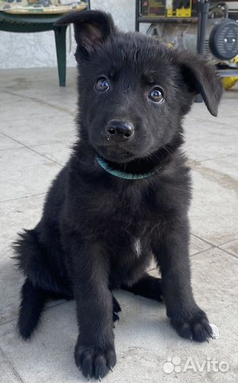 Щенки немецкой овчарки рабочего разведения
