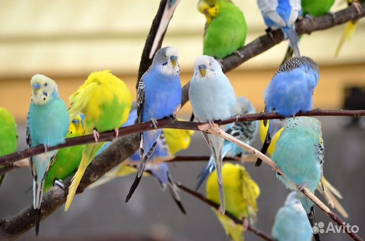 Волнистые попугаи