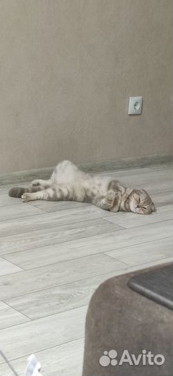 Шотландская кошка