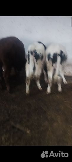 Быки и телки