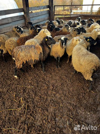 Овцы, бараны