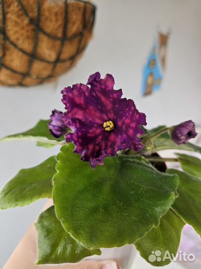 Сортовые фиалки