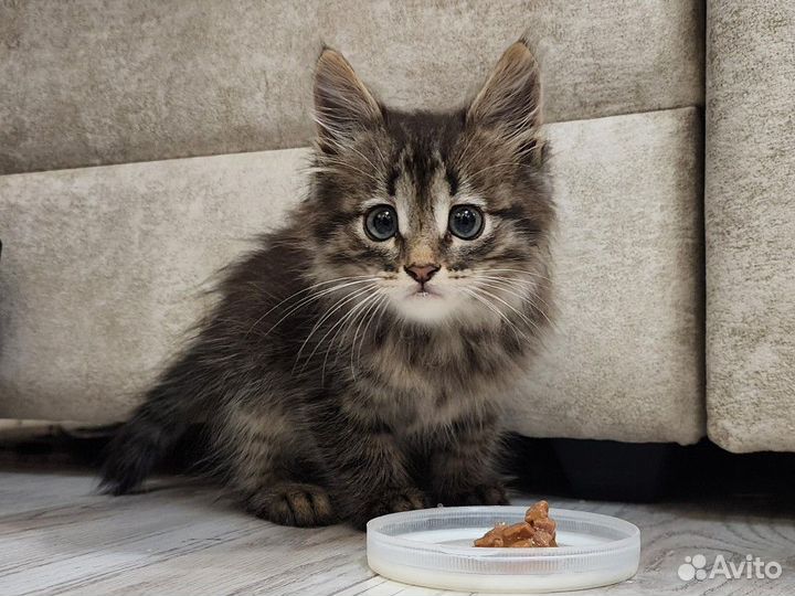 Котенок в самые добрые руки