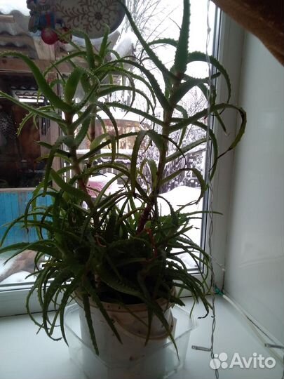 Алое лечебный 5 летний