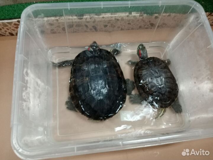 Красноухая черепаха бесплатно