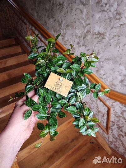 Пеперомия ангулата