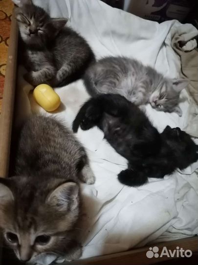 Котята в добрые руки