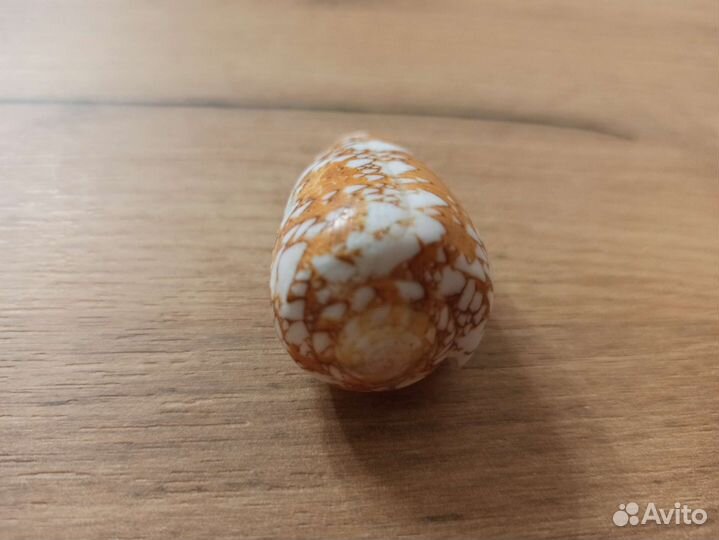 Морская раковина