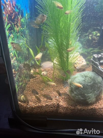 Рыба - цихлиды