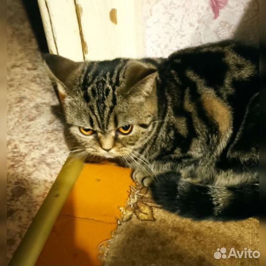 Шотландская