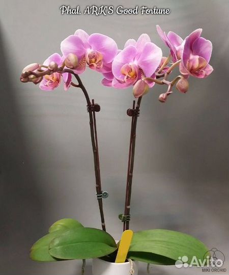 Орхидея Phal. ARK'S Good Fortune