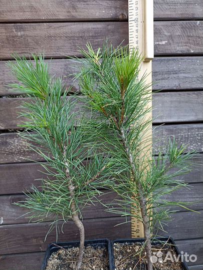 Кедр (сосна кедровая сибирская)