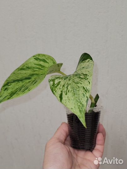 Эпипремнум марбл квин