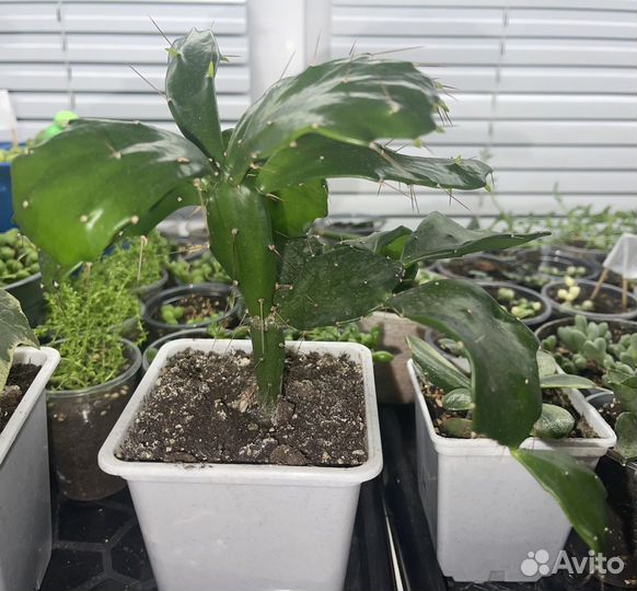 Суккуленты крассула денежное дерево