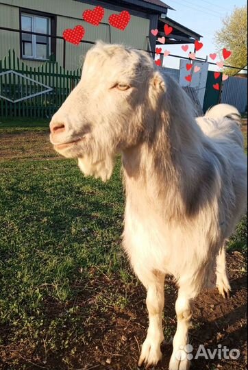 Продам - козла,козу,козлят