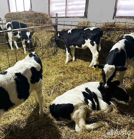 Телята: бычки и телки 1,2,3 м Холмогоры и Голштины