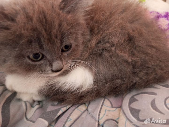 Котята в добрые руки бесплатно