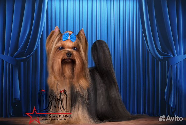 Вязка йорк чемпион