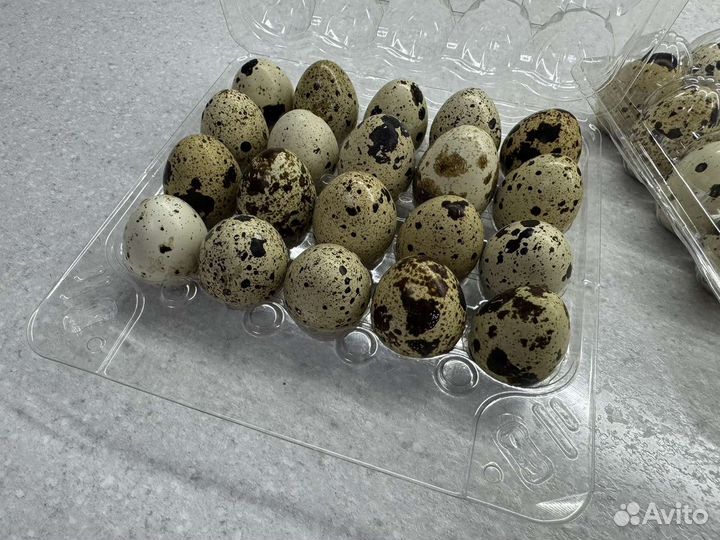 Яйца перепелиные
