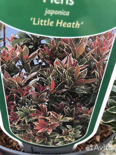 Пиерис магнолии и т.д