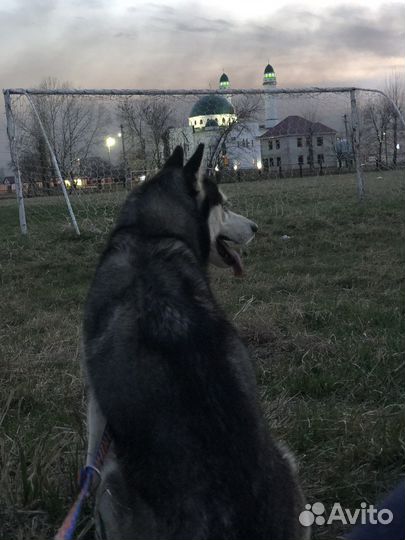 Отдам в добрые руки хаски