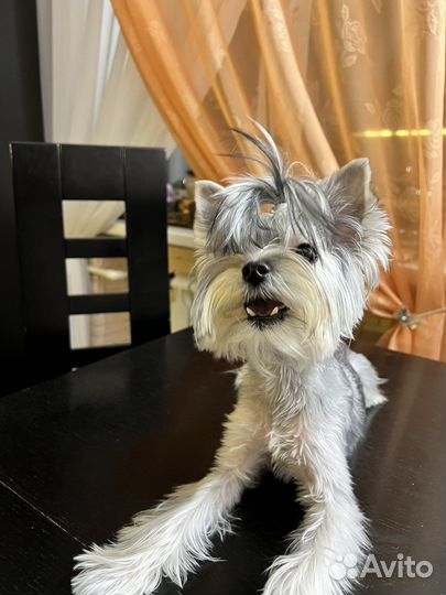 Йоркширский терьер мини