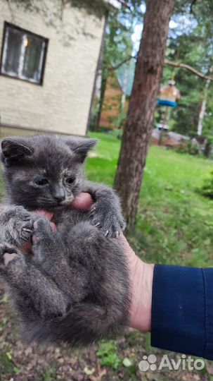 Отдаю котенка в добрые руки