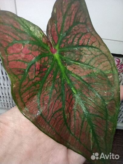 Продам каладиумы