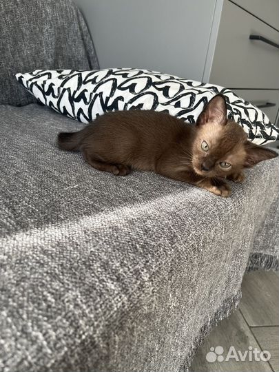 Бурманские котята