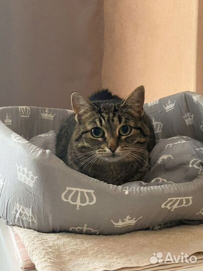 Самая умная кошка-модель в России