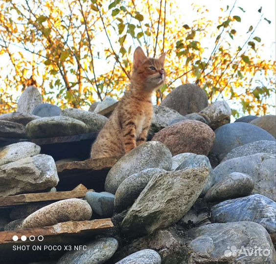 Кошка чаузи ф1