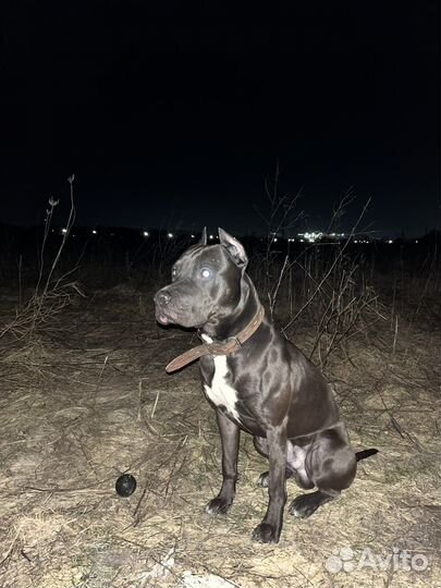 Вязка питбуля