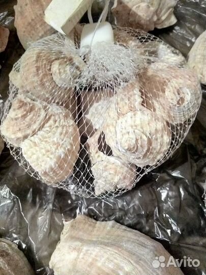 Морские ракушки раковины