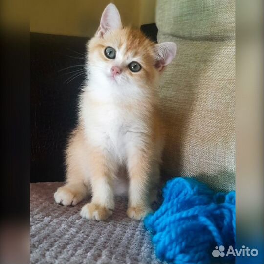 Купить котёнка в Москве