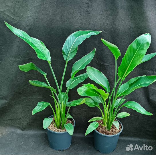 Стрелиция Регина