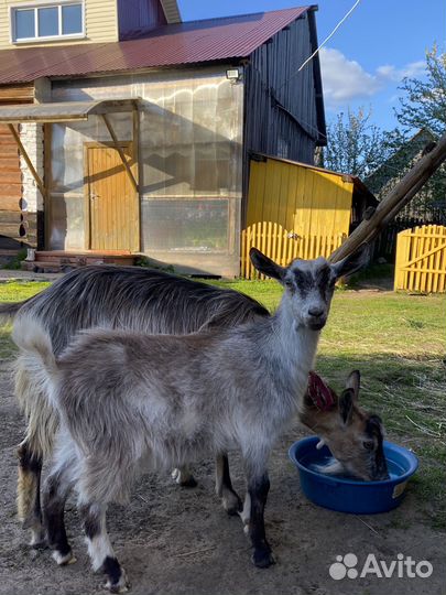 Продаем козу молочной породы с козленком