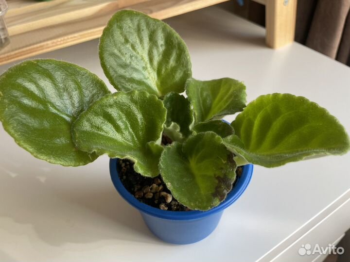 Сортовые фиалки молодые розетки