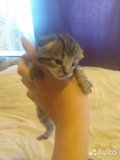 Отдам в добрые руки котят